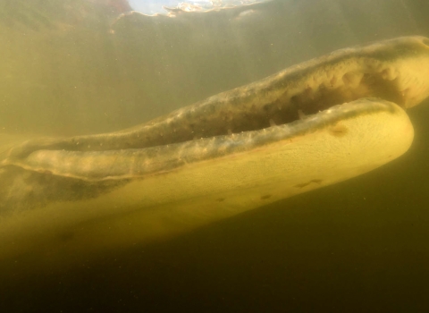 a large alligator gar mouth from below
