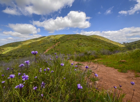 Spring time photo with purple flowers and green grass on mountain. A single trail leads up to the mountain top. 