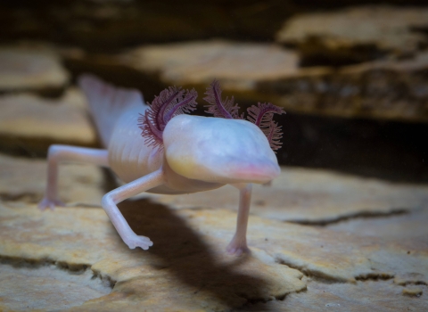 A small, translucent and eyeless salamander walks toward camera.
