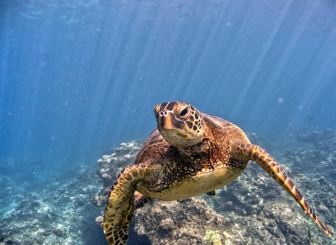 A green sea turtle swims along the bottom of the reef. 