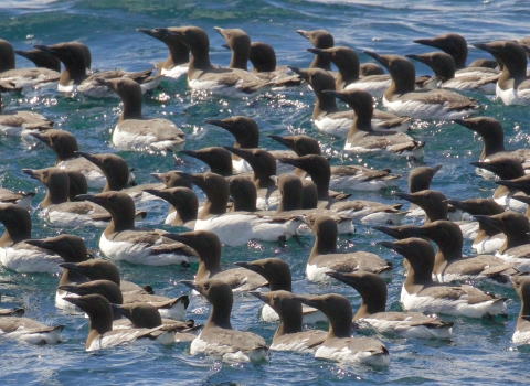 A group of black and white murres floats on a blue sea.