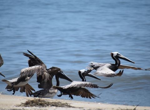A group of brown belicans landing on the beach