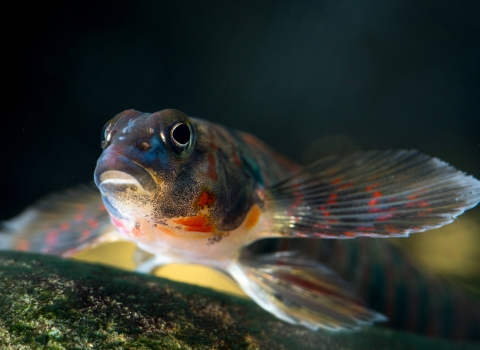 A colorful red and blue fish underwater looking into the camera