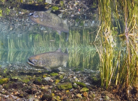 Underwater photo of a salmon and its reflection above it, next to some sedges.