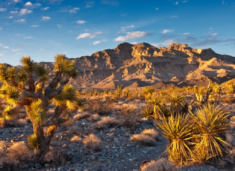 Joshua tree and mojave yucca plants in the foreground; mountains rising in the background