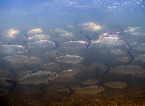 underwater photo of hickory shad fish