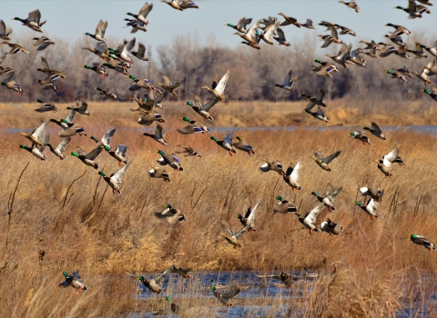 Group of mallards take flight over open wetland.