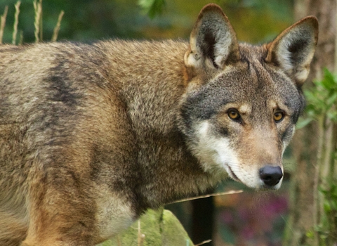 Side view of a red wolf, showing head and shoulders