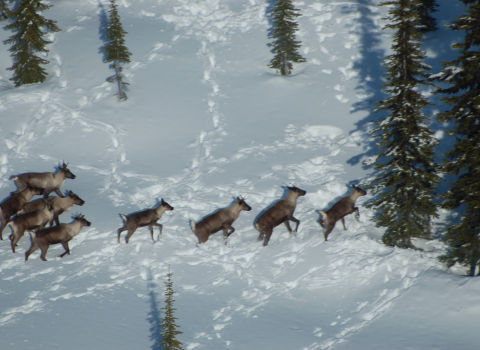 A herd of South Selkirk Mountain Caribou running through snow