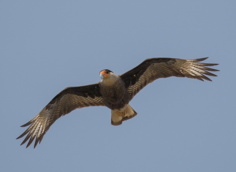 An image of a crested caracara in flight.