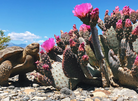 Desert Tortoise standing next to a blooming prickly pear cactus with pink flowers