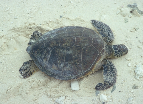 Green sea turtle lays on the beach