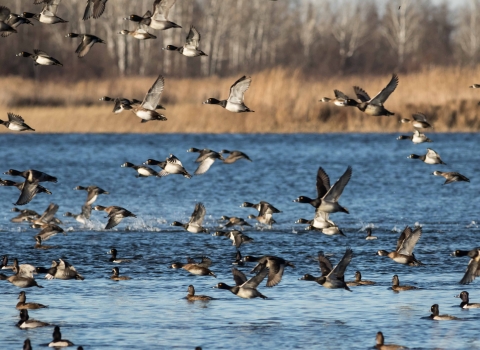 Many ring-necked ducks in the calm wetland and taking flight to the left, with golden grasses and trees bordering the edge of the wetland in the background.