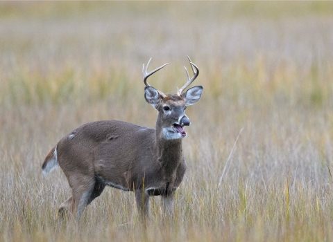 A white-tailed buck stands in marsh grasses with it's mouth open