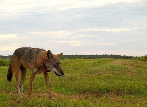 A lone red wolf, head down, walks along the edge of a field at Alligator River NWR