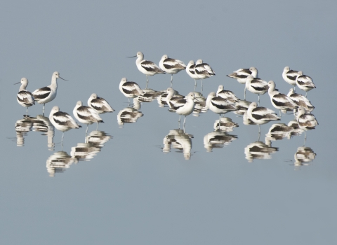 A flock of black-and-white shorebirds with upturned beaks rest in perfectly still water