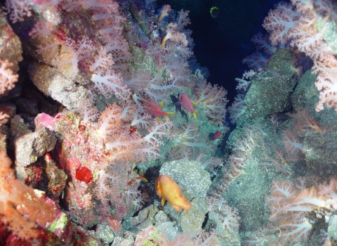 Mariana Trench fish and corals