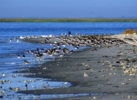 Shorebirds on the beach at Wolf Island NWR
