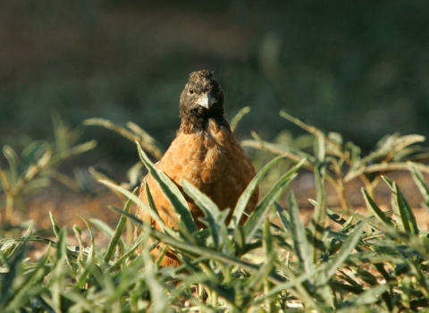 A masked bobwhite quail stands in a grassy clearing.