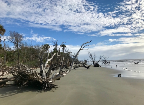 Many bleached tree snags on Bulls Island beach at Cape Romain NWR. Known as Boneyard Beach.