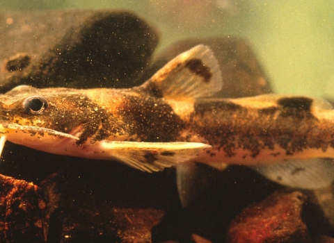 Small catfish with black speckling and noticeable barbels (whiskers) around the mouth.
