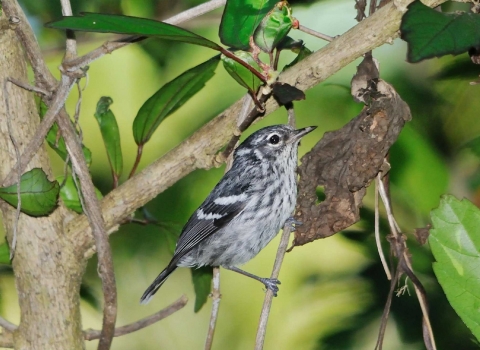 A small bird with grey and white feathers, perched on a tree branch.