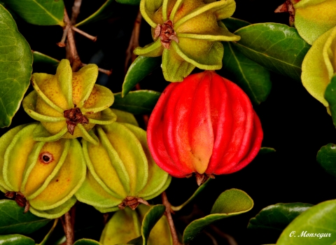 A plant with red and yellow bulbus leaves and green leaves.