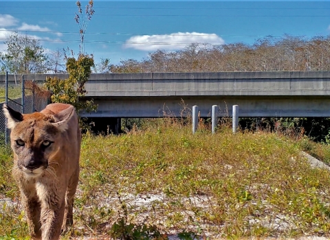 A Florida panther walking out from a wildlife corridor. It has a long tan body and yellow eyes.