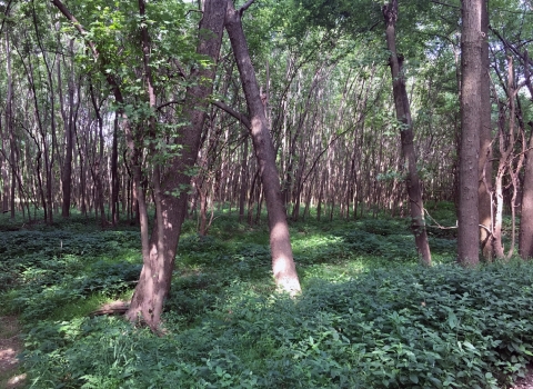 A forest composed of many small trees and a grassy/shrub understory