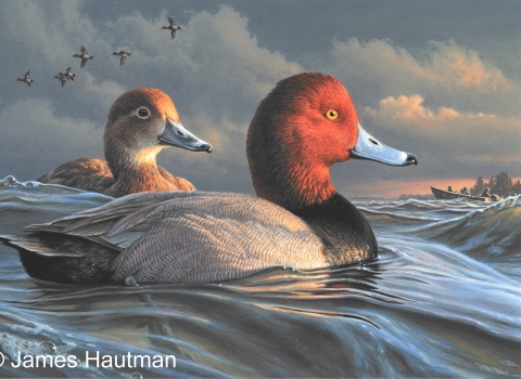 James Hautman Redhead 2021 Federal Duck Stamp Entry