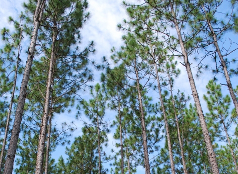 A blue sky partially obscured by tall green pine trees.