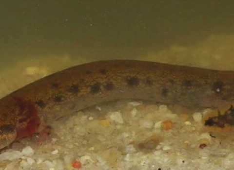 A spotted black salamander with red tufts around its gills.