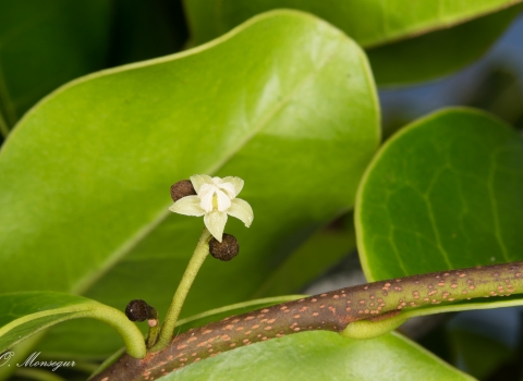 A tiny white flower bloom amongst green large leaves.