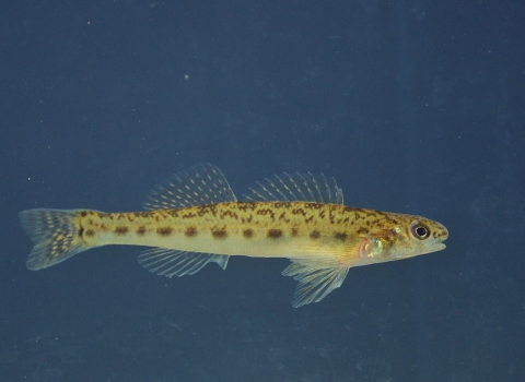Tiny yellow fish with brown speckling