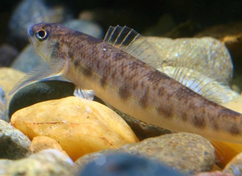 A small fish with a tan underbelly and brown markings.