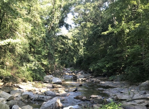 Forested stream with rocks along the banks