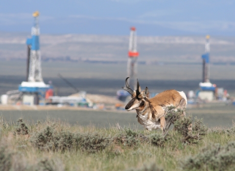 Pronghorn running through sagebrush with natural gas field facility in background.