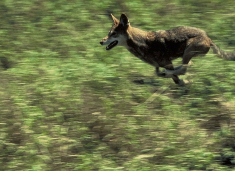 A red wolf in a full run on a grassy field.