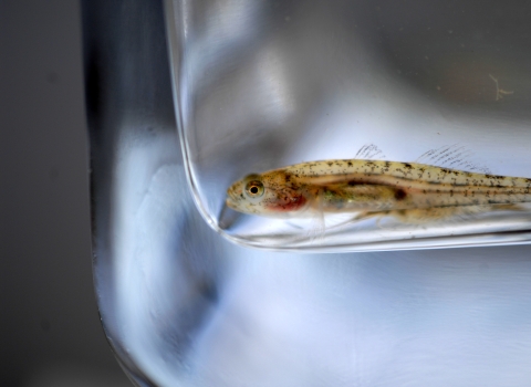 Close-up of a small fish resting at the bottom of a clear container.