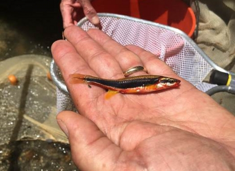 Small fish with black stripe lying on its side in an open hand.