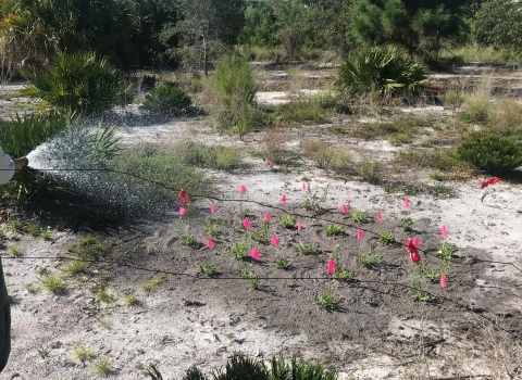 Man with hose waters small plot of plants. All plants marked with small pink flags