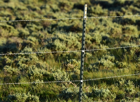 A close-up view of a wildlife fence with smooth wire on the top and bottom and barbed wire in the middle. Green vegetation can be seen in the background