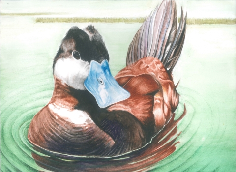 The Ducks on Water" watercolor painting by Gain Kim, age 18, from Fullerton, depicting a Ruddy Duck on the water.
