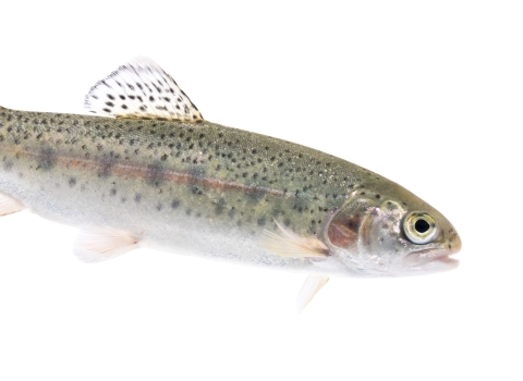 A greenish fish with dark speckles and a pink stripe down its side.