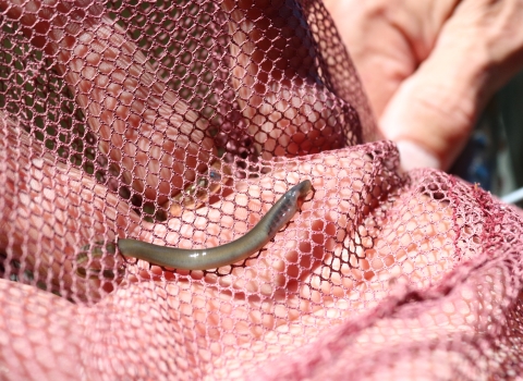 hand with pink net and juvenile lamprey