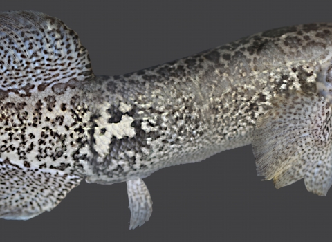 a long speckled fish