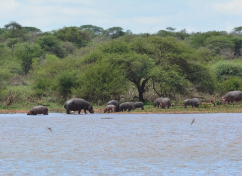 Africa - Hippos near watering hole