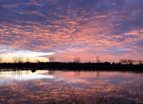 Sunrise over a wetland with pink and purple clouds reflected in the water