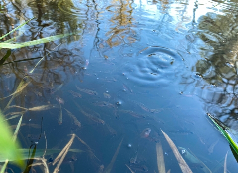Juvenile fish swim in water with reeds, bubbles and ripples in the water.