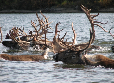 A group of caribou swimming, with heads and antlers visible above the water
